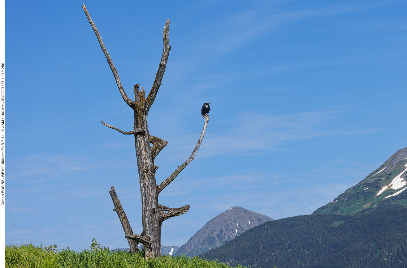 Rabe auf einem abgestorbenen Baum