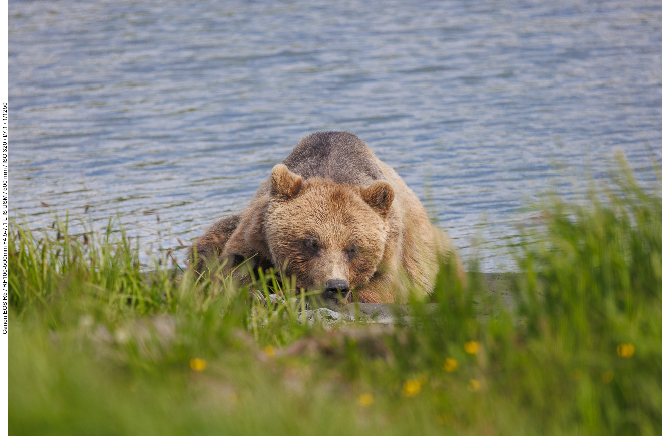 Ein müder Bär am Ufer