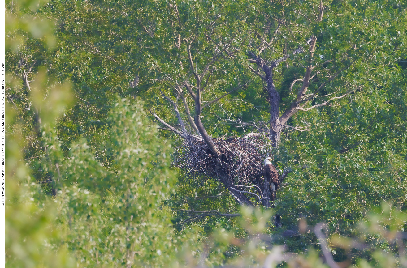 Weißkopfseeadler mit Nest ...