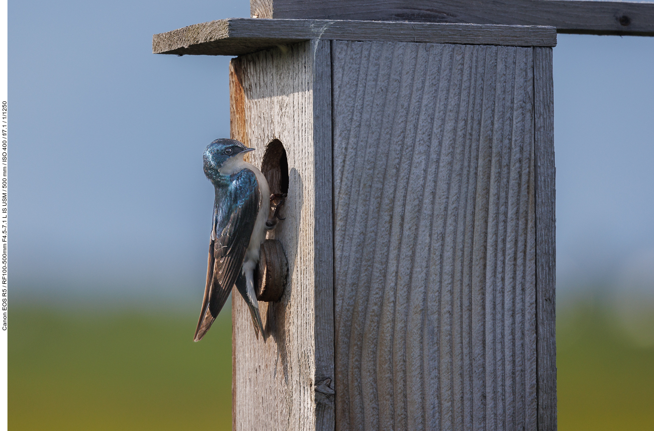 Sumpfschwalbe (Tree Swallow) [Tachycineta bicolor] am Nistkasten