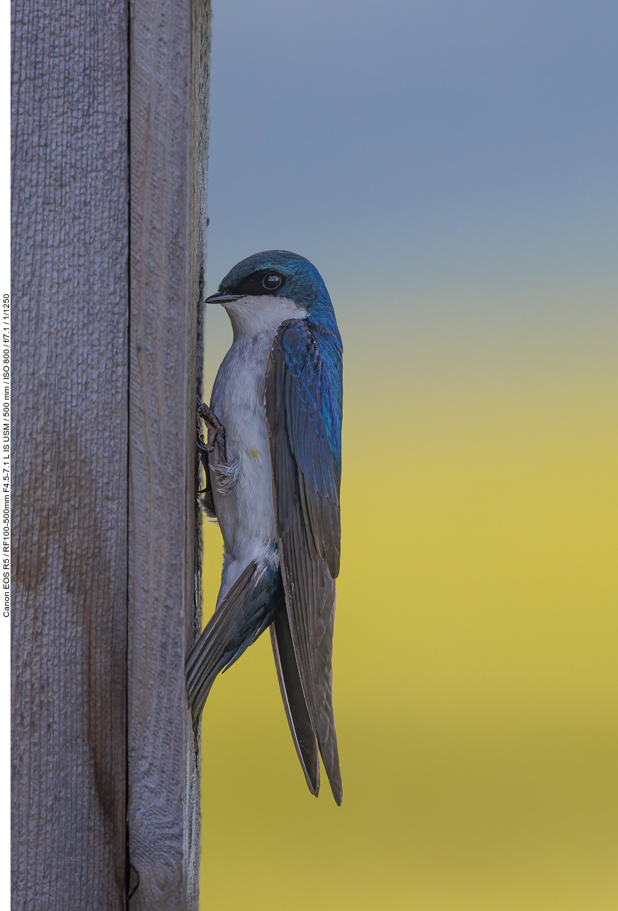 Sumpfschwalbe (Tree Swallow) [Tachycineta bicolor] am Nistkasten