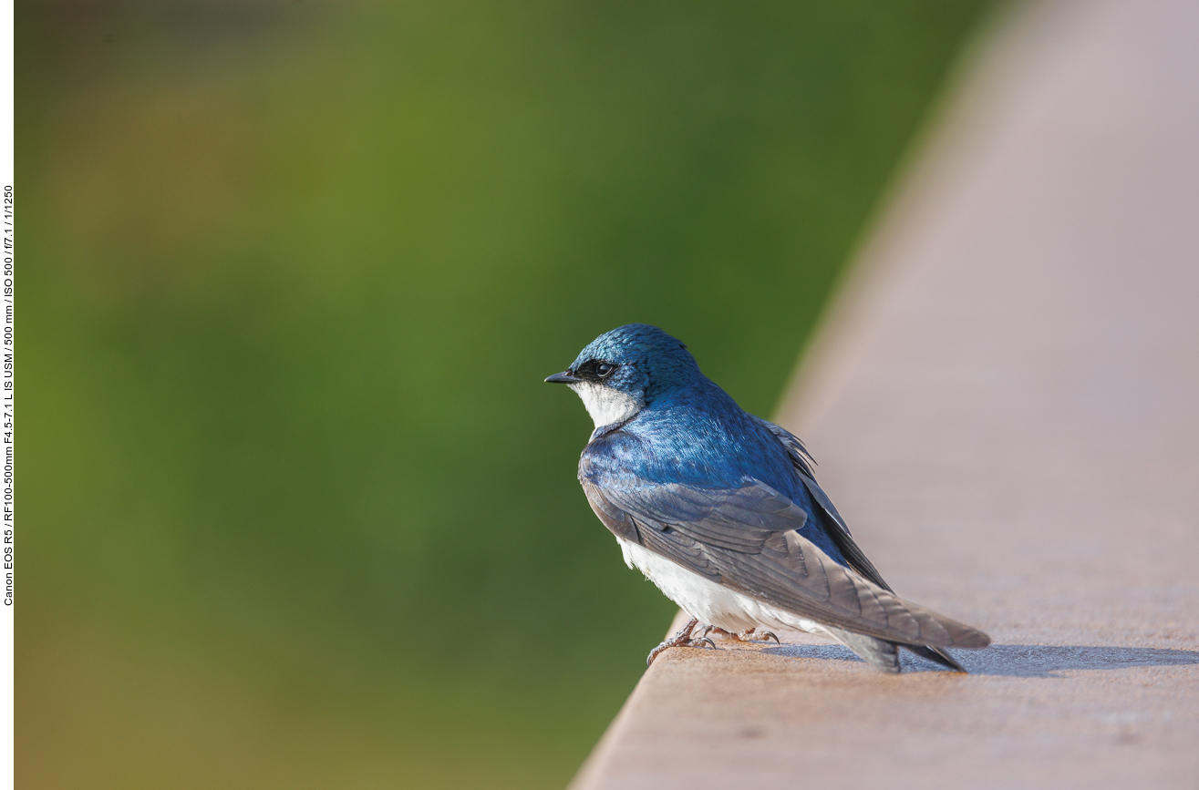 Sumpfschwalbe (Tree Swallow) [Tachycineta bicolor]