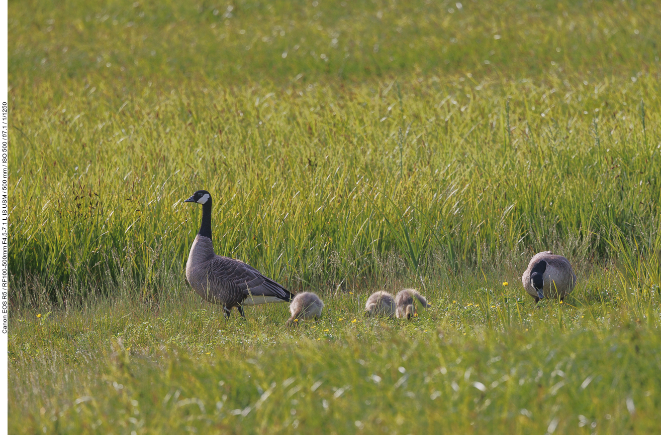 Kanadagans [Branta canadensis] mit Familie ...