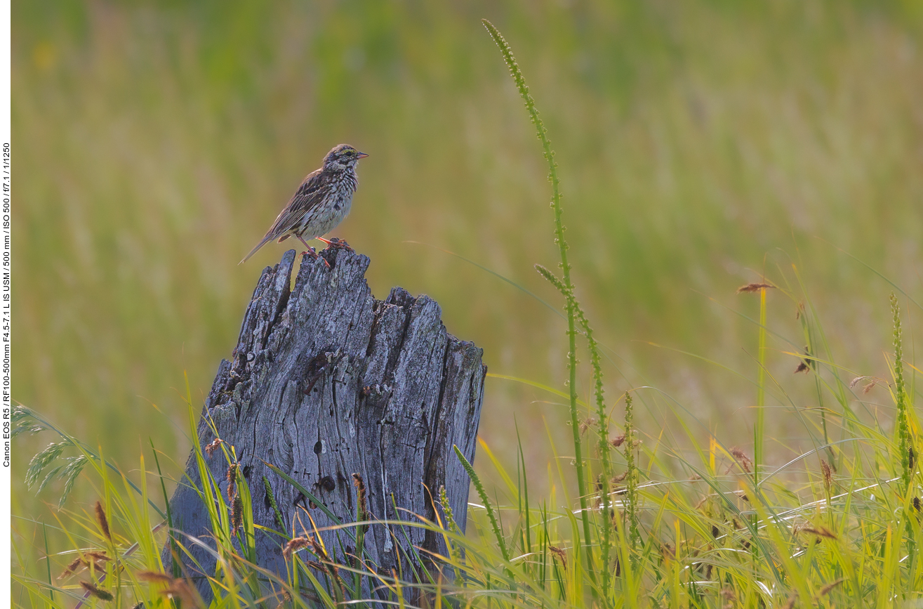 Dachsammer (White-crowned Sparrow) [Zonotrichia leucophrys]