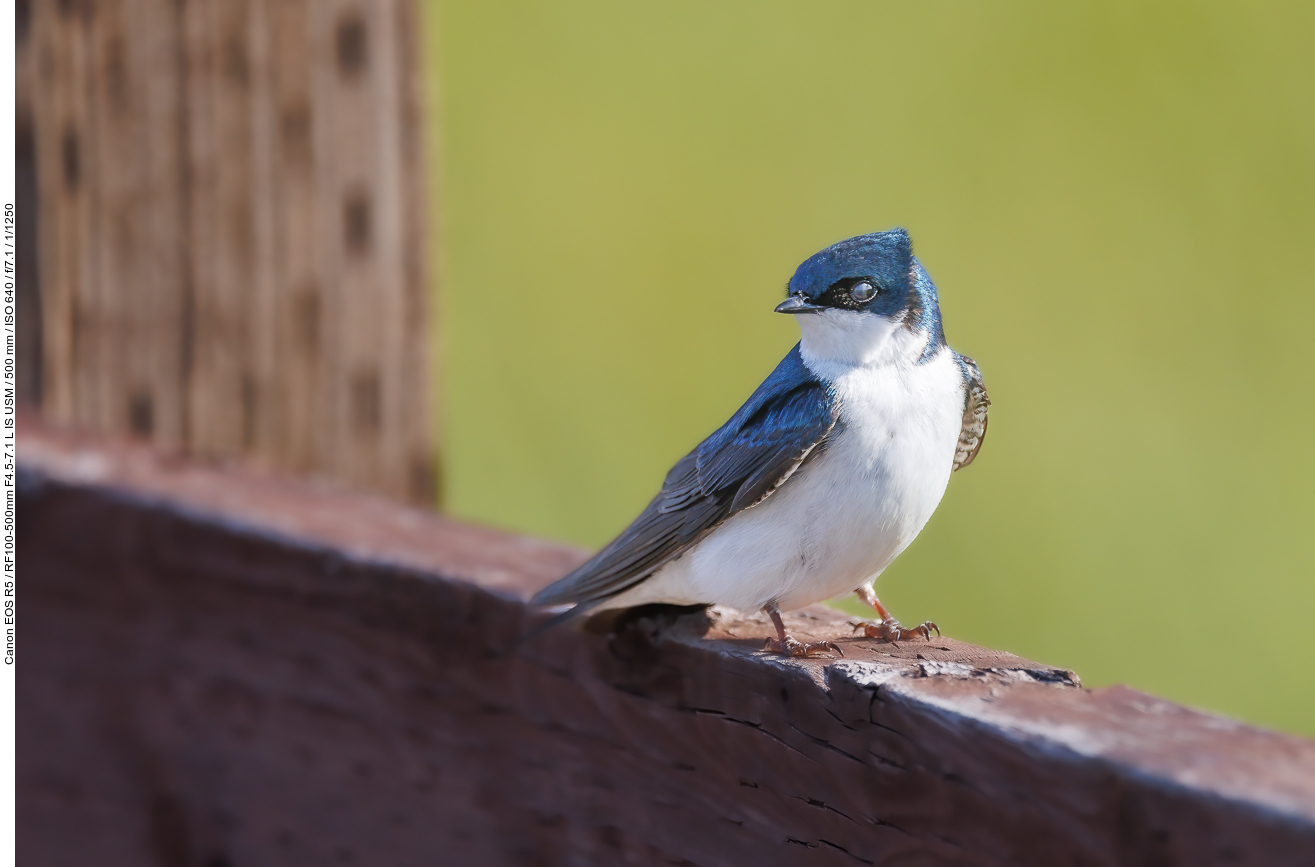 Sumpfschwalbe (Tree Swallow) [Tachycineta bicolor]