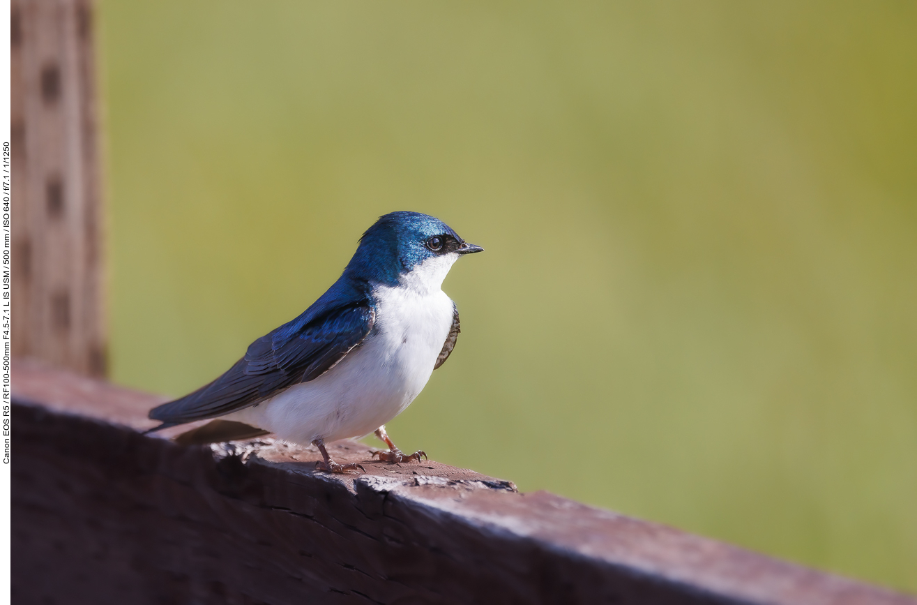 Sumpfschwalbe (Tree Swallow) [Tachycineta bicolor]