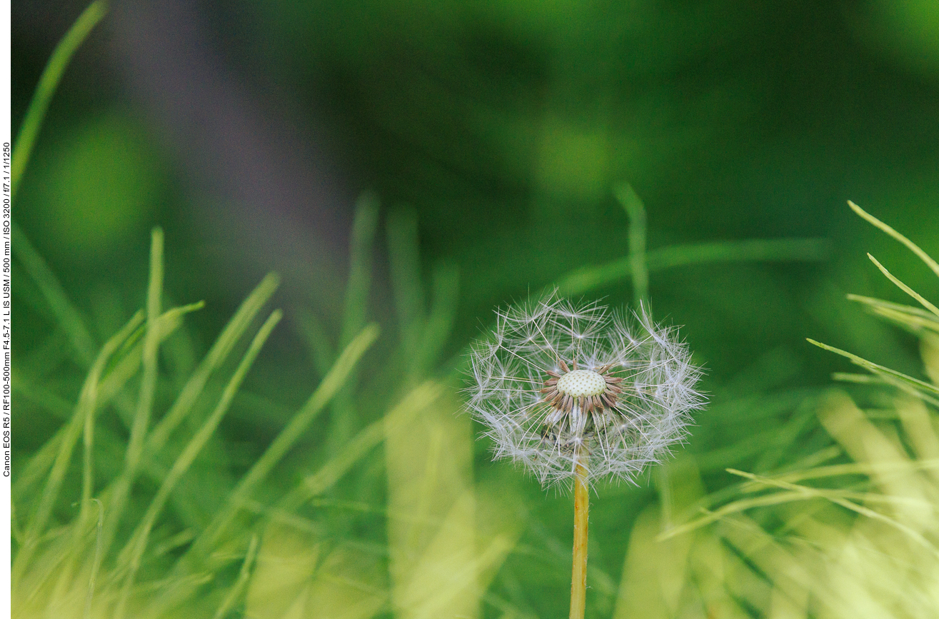 Löwenzahn [Taraxacum sect. Taraxacum]