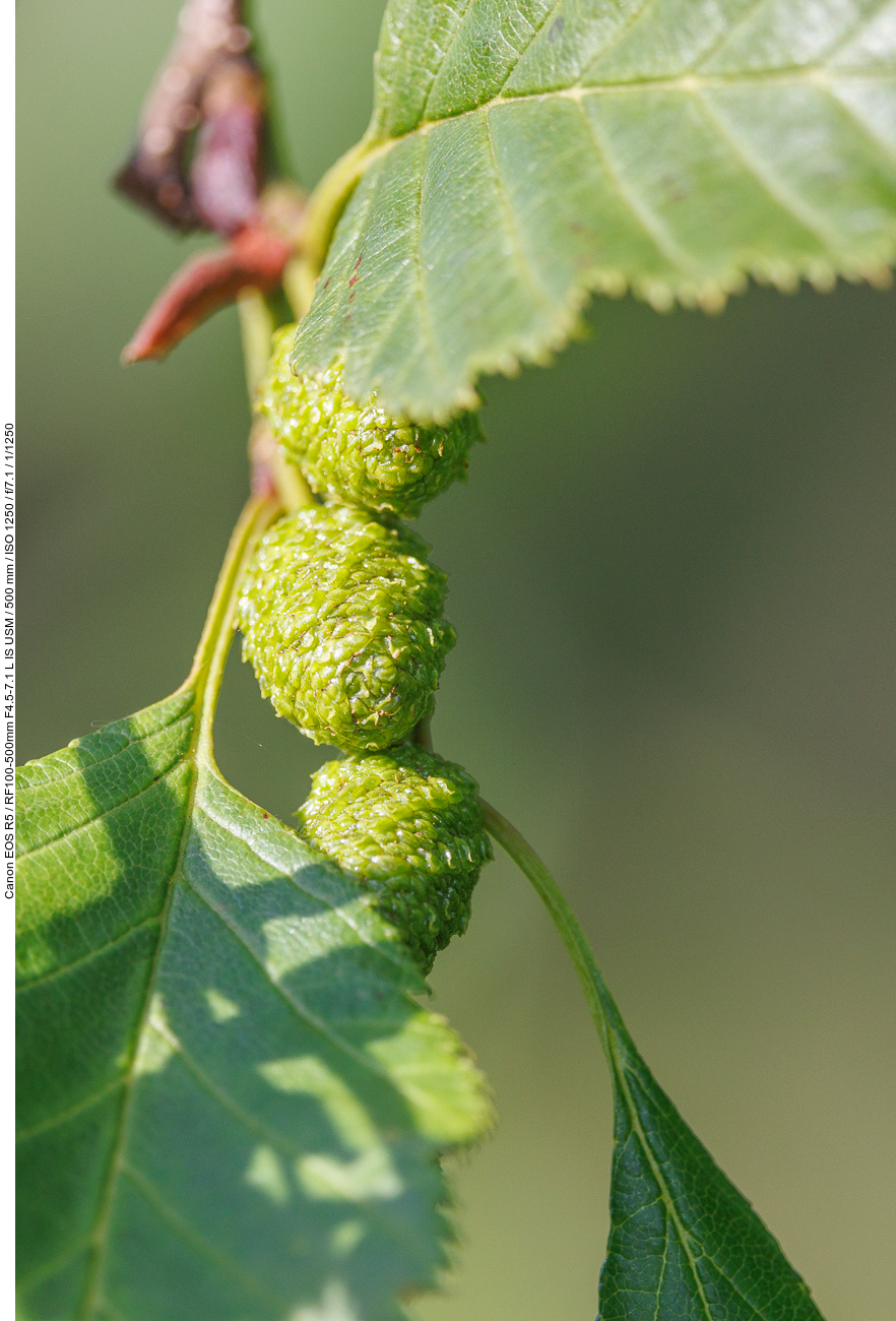 Grün-Erle [Alnus alnobetula]