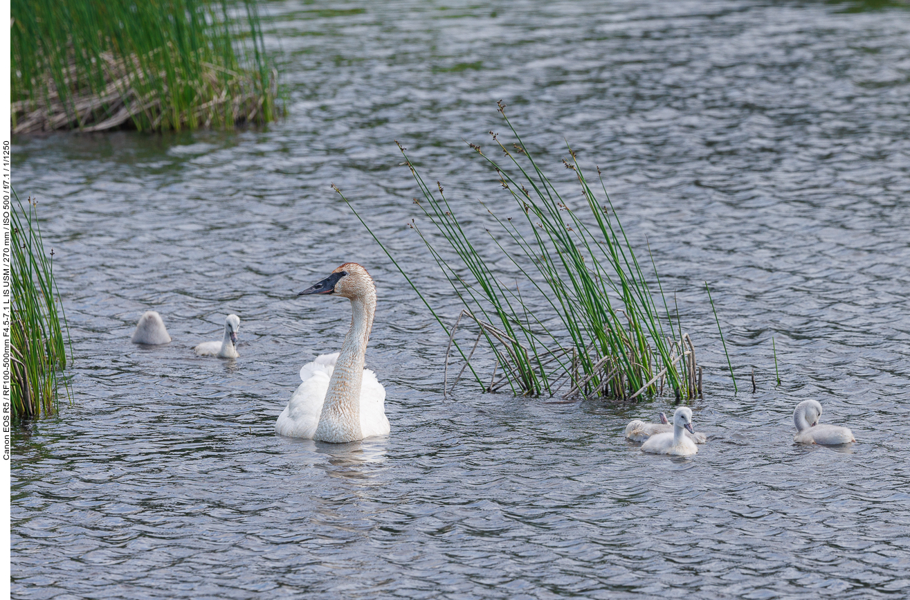 Trompeterschwan [Cygnus buccinator] mit Nachwuchs