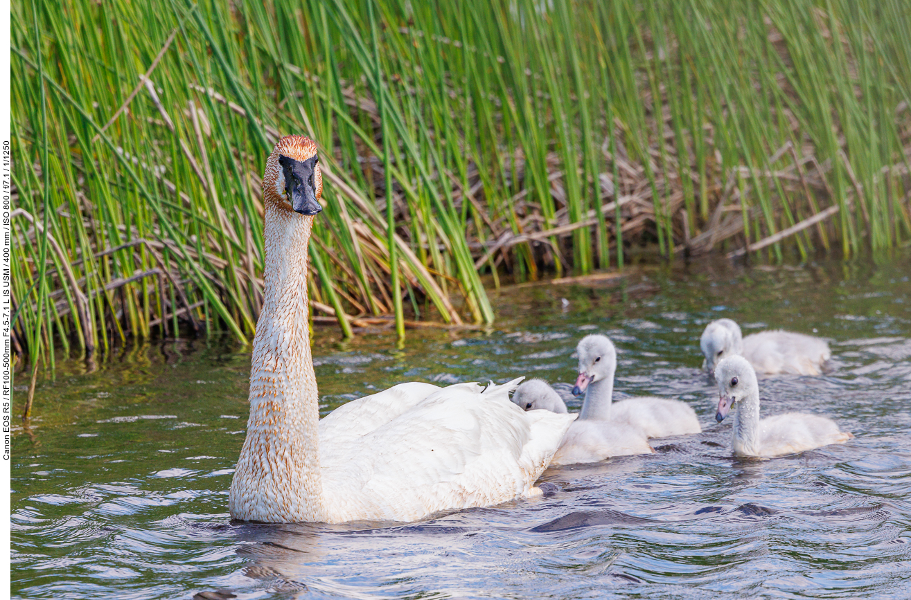 Trompeterschwan [Cygnus buccinator] mit Nachwuchs