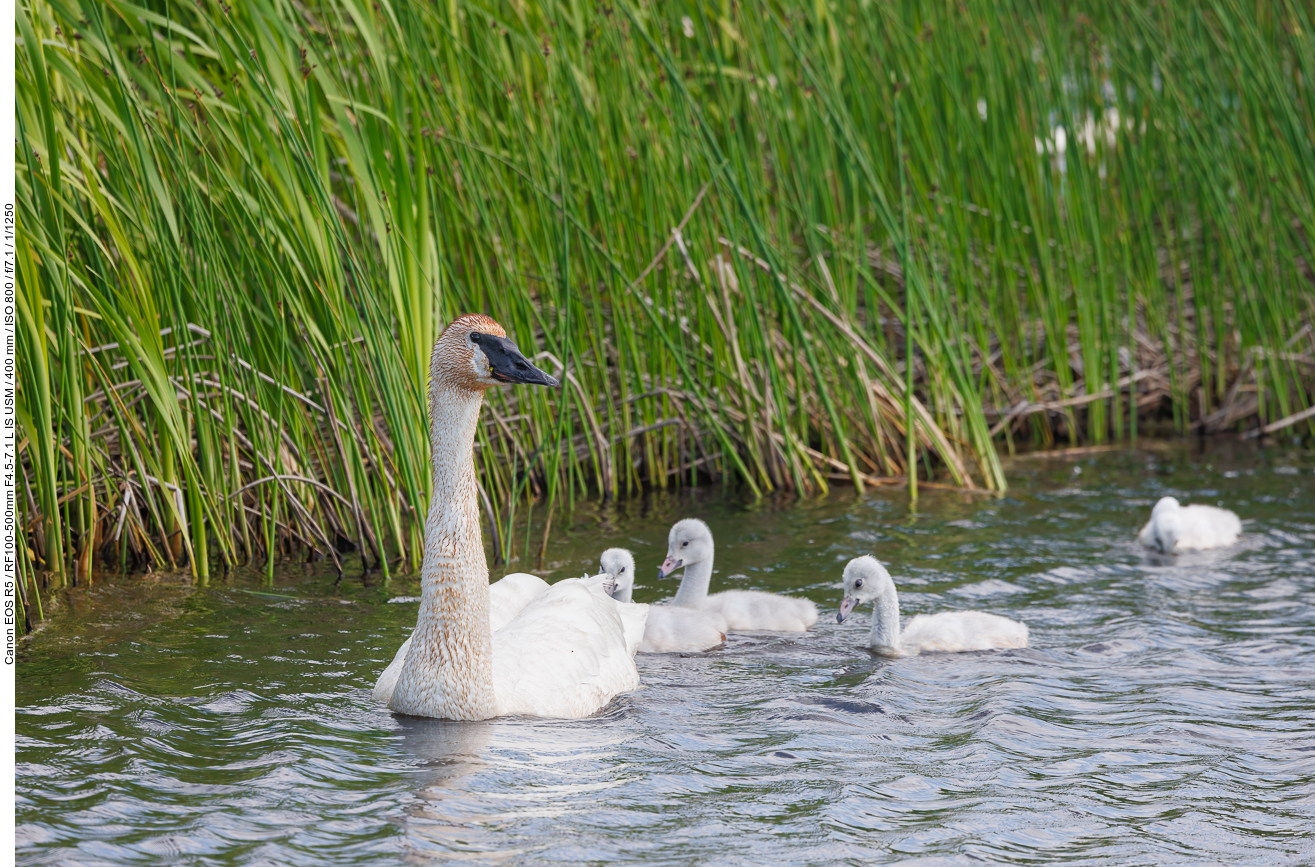 Trompeterschwan [Cygnus buccinator] mit Nachwuchs