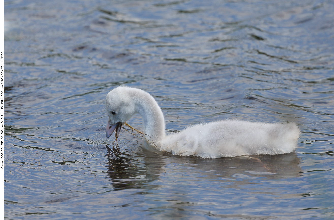 Junger Trompeterschwan