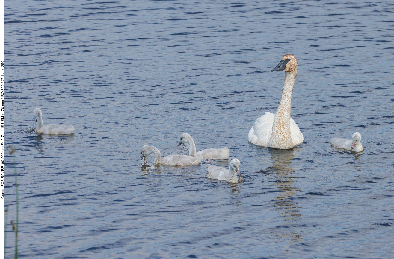 Trompeterschwan [Cygnus buccinator] mit Nachwuchs