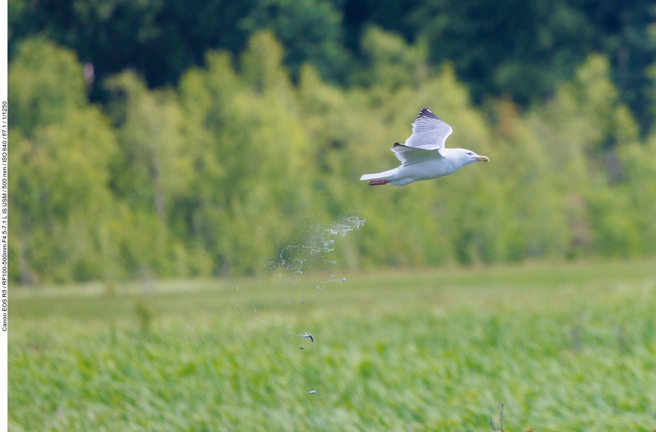 Möwe beim "Ballastabwurf" ;-)