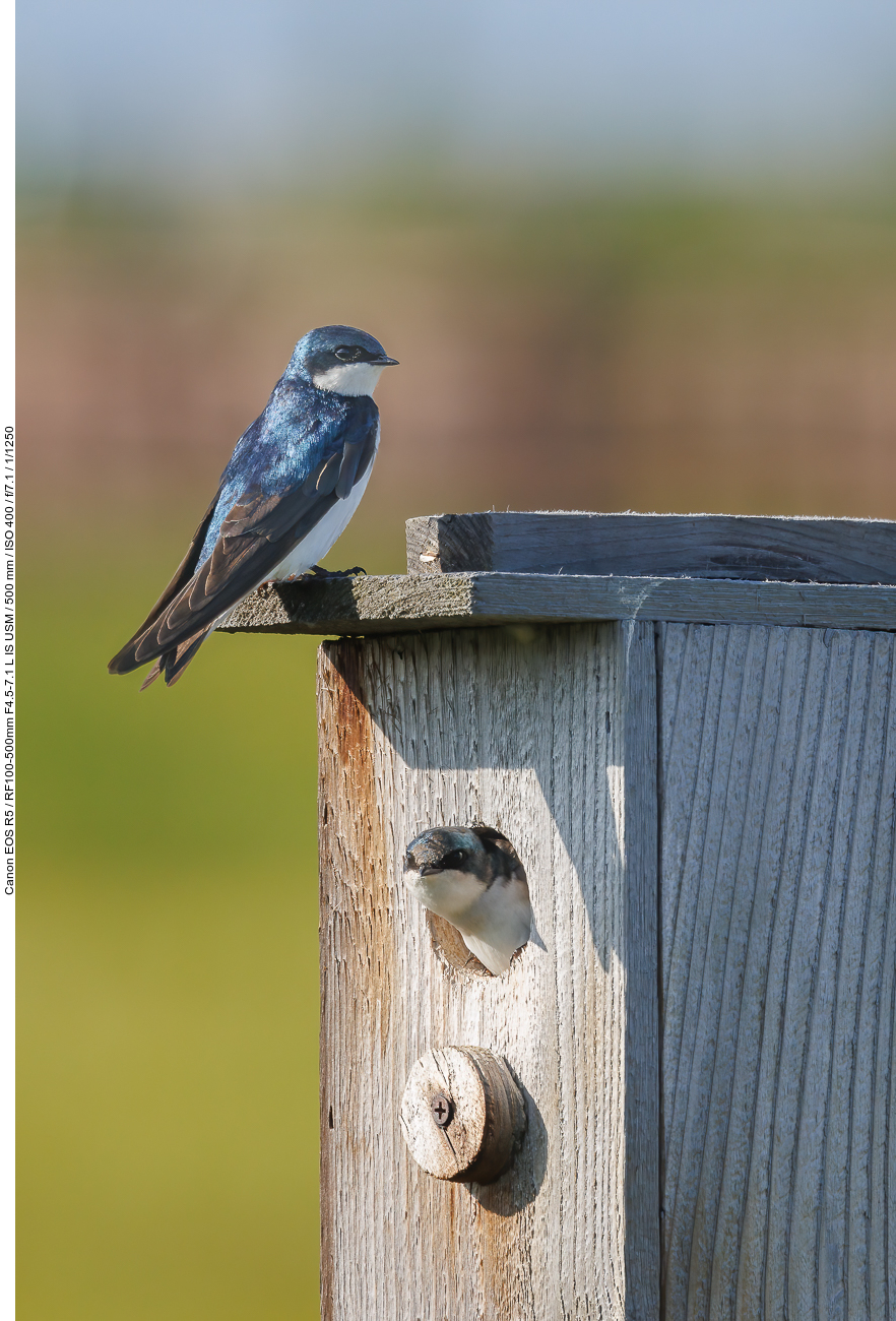 Sumpfschwalbe (Tree Swallow) [Tachycineta bicolor]