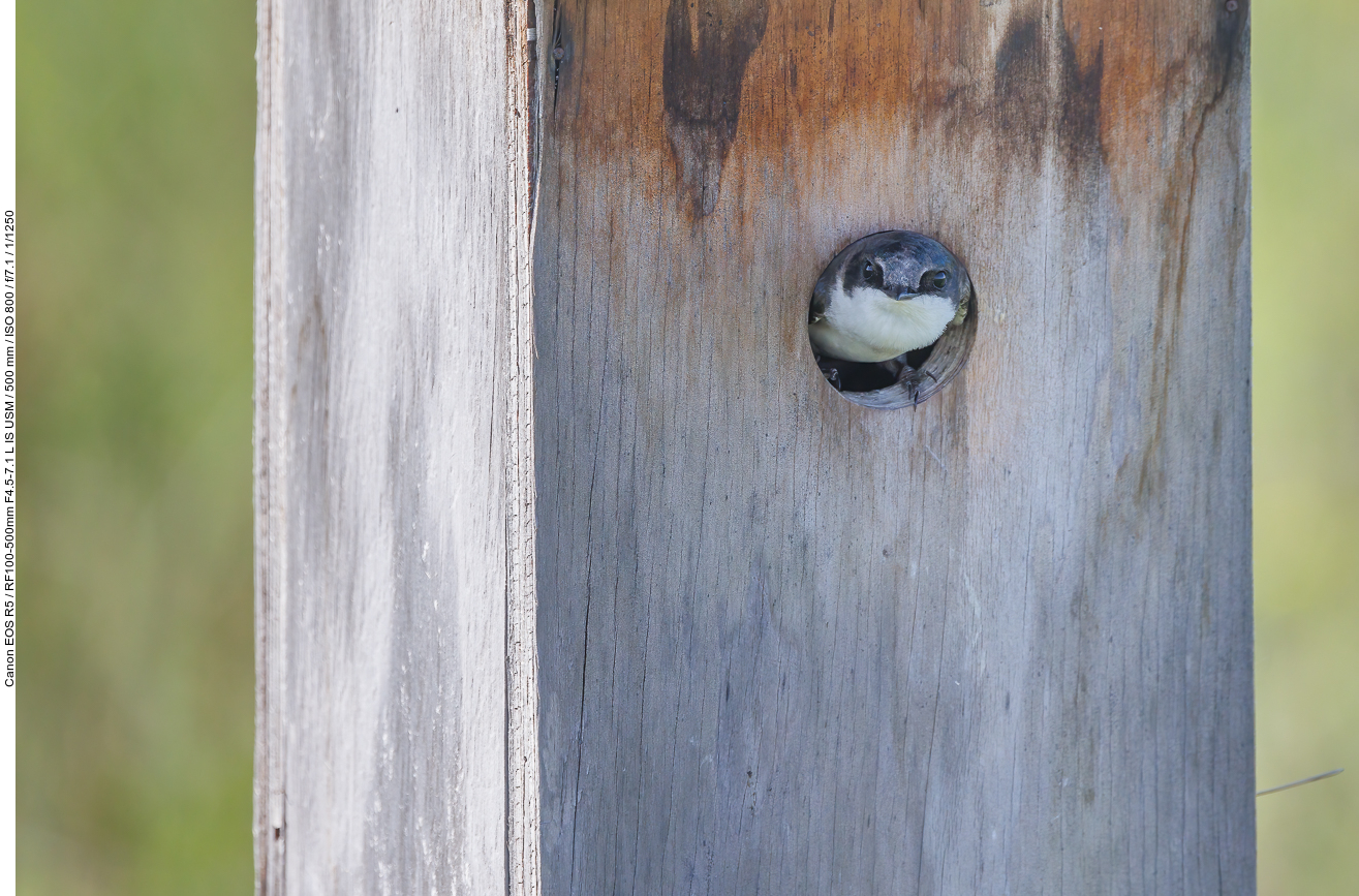 Sumpfschwalbe (Tree Swallow) [Tachycineta bicolor]