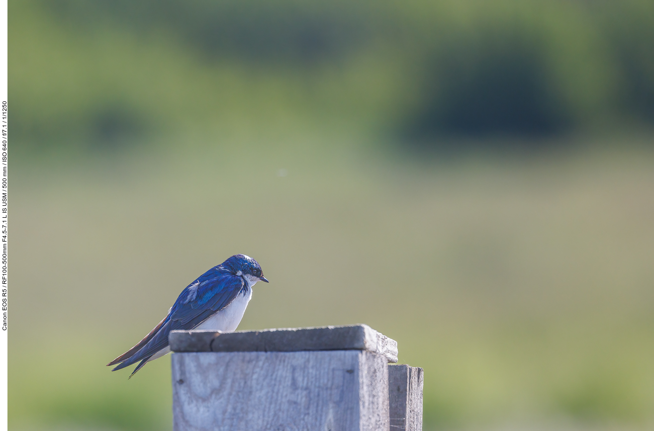 Sumpfschwalbe (Tree Swallow) [Tachycineta bicolor]