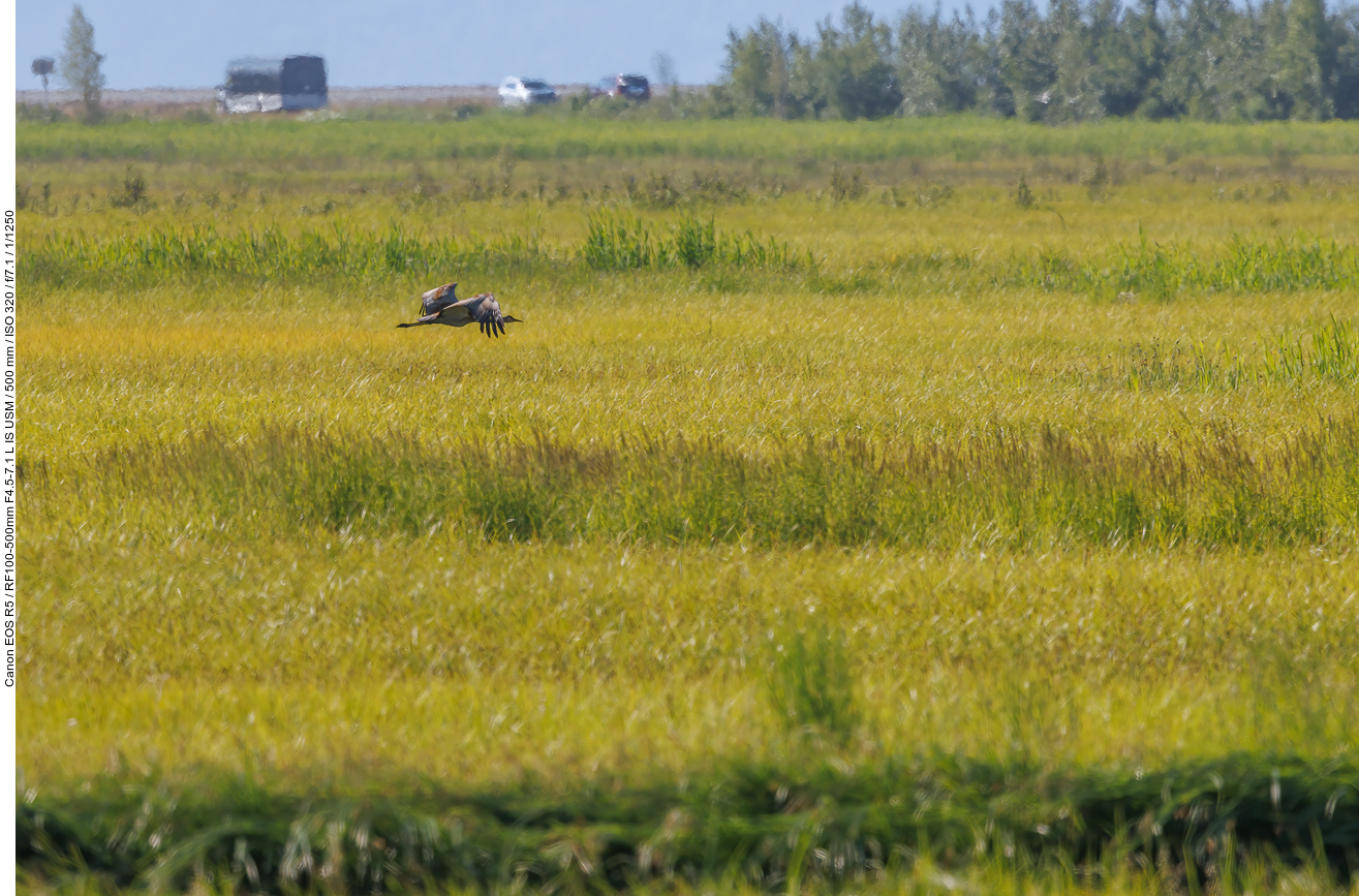 Kanadakranich (Sandhill Crane) [Antigone canadensis]