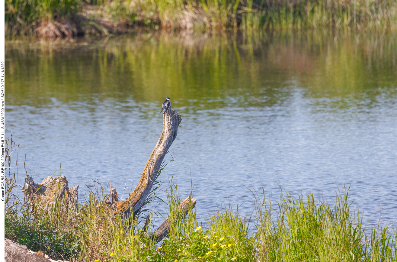 Sumpfschwalbe (Tree Swallow) [Tachycineta bicolor]