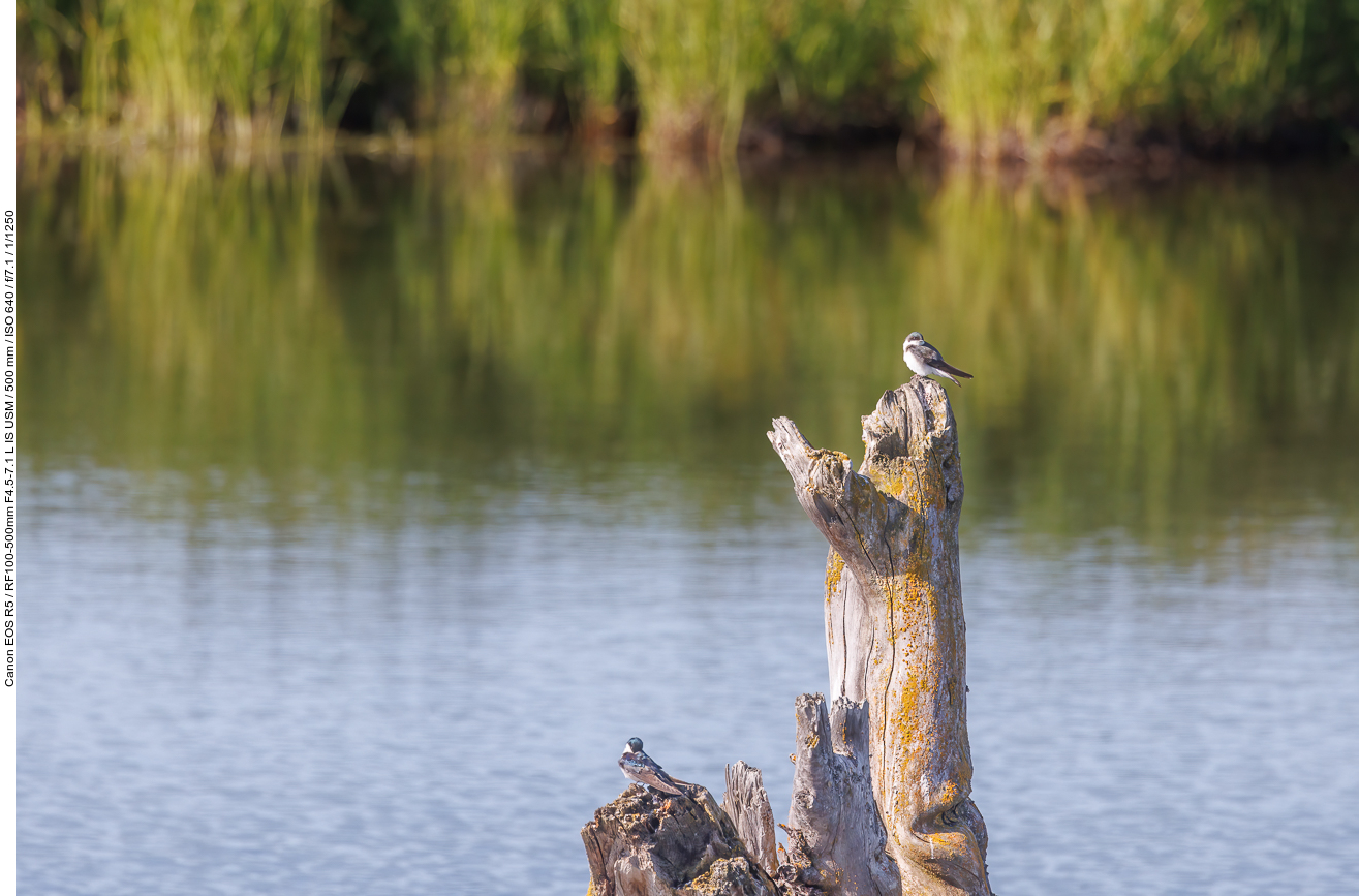 Sumpfschwalbe (Tree Swallow) [Tachycineta bicolor]