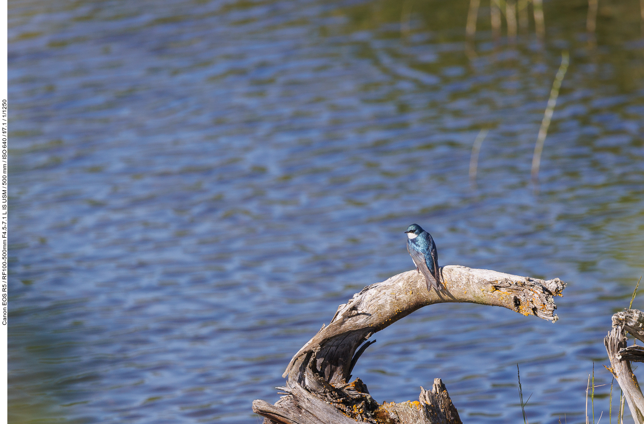 Sumpfschwalbe (Tree Swallow) [Tachycineta bicolor]