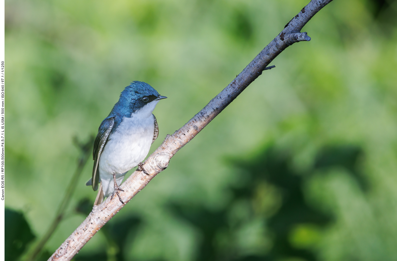 Sumpfschwalbe (Tree Swallow) [Tachycineta bicolor]