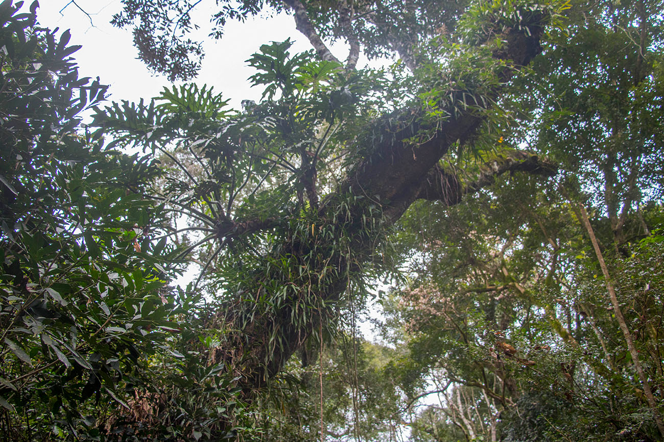 Überall machen sich Bromelien breit 
