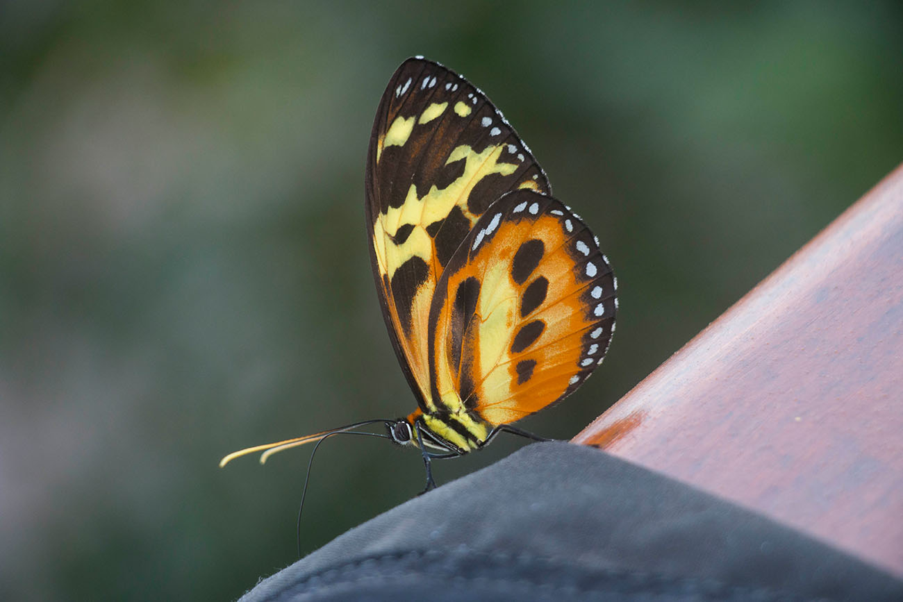 ... ein Schmetterling hilft dabei und saugt die Feuchtigkeit auf ;-) 