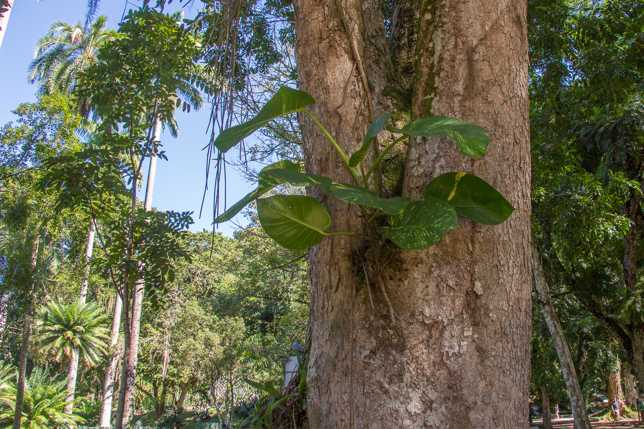 Manche Pflanzen wachsen (bromelienartig) in Astgabeln anderer Bäume