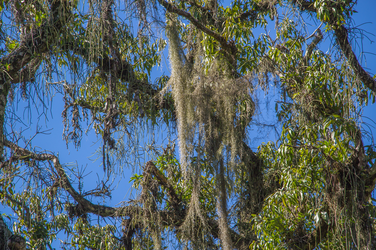 ... voll mit Spanish Moss