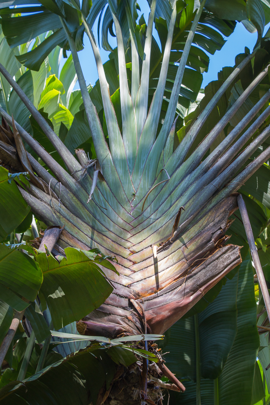 Riesenstaude