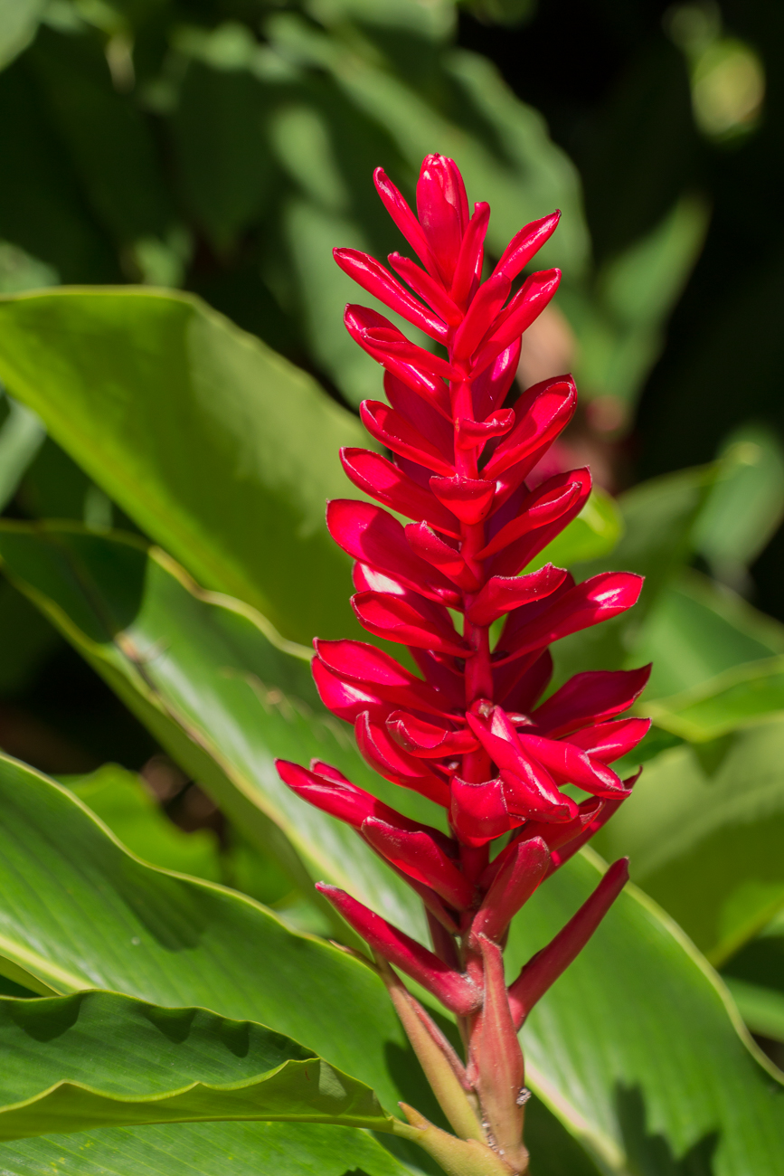 Leuchtende Blüte 1