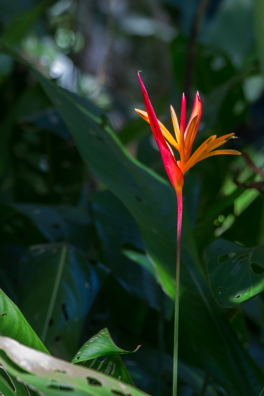 Leuchtende Blüte 3
