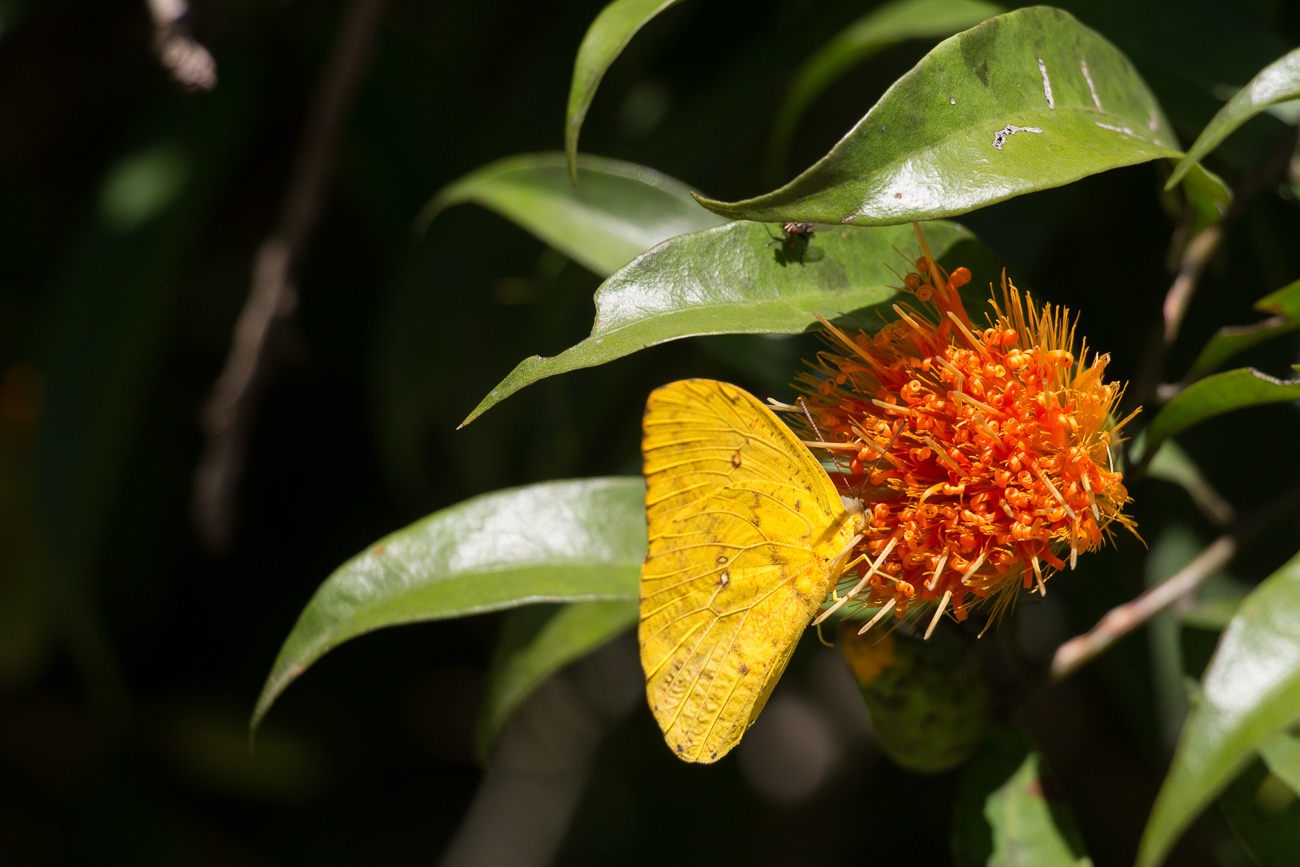 Schmetterling