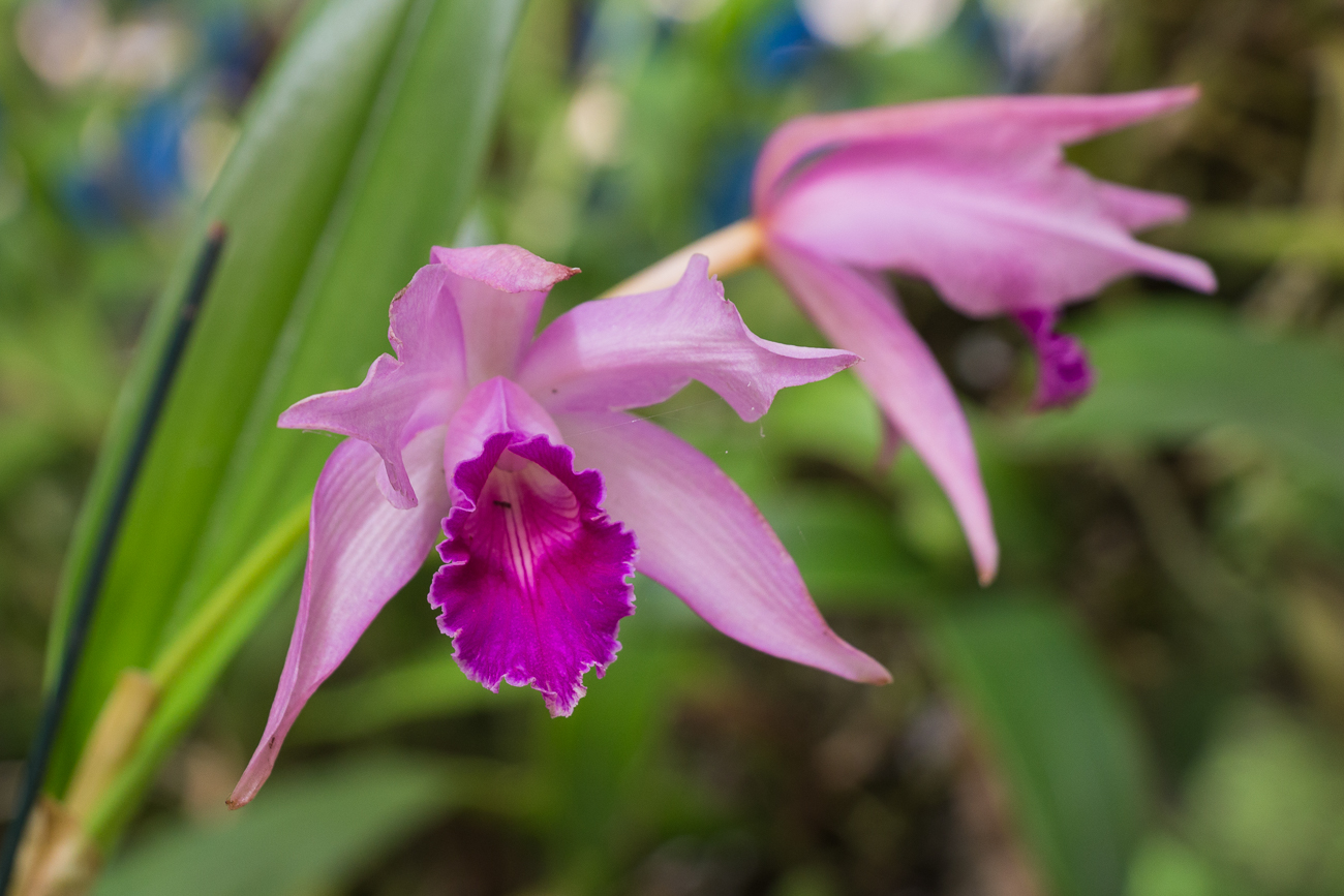 Orchidee