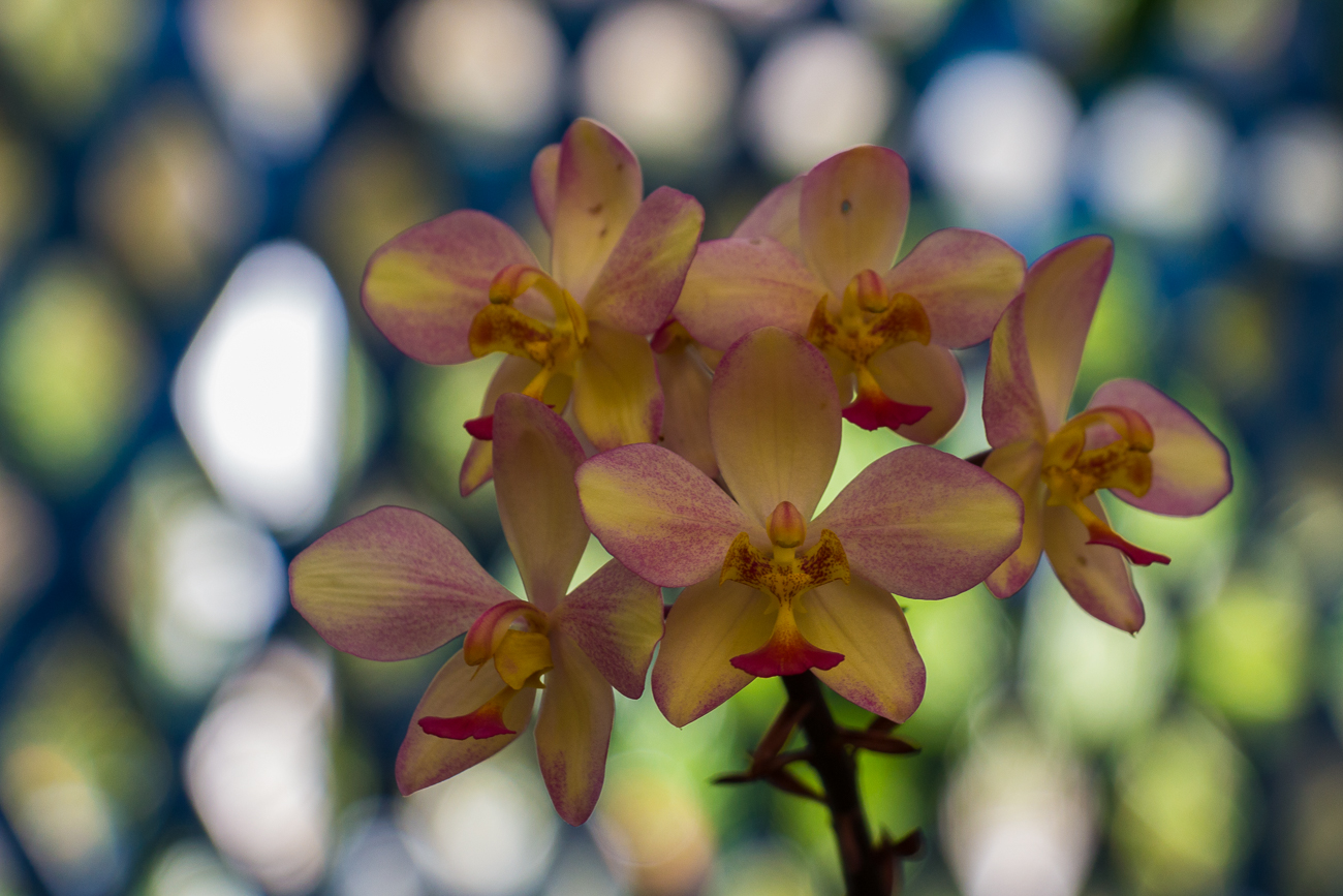 Orchidee