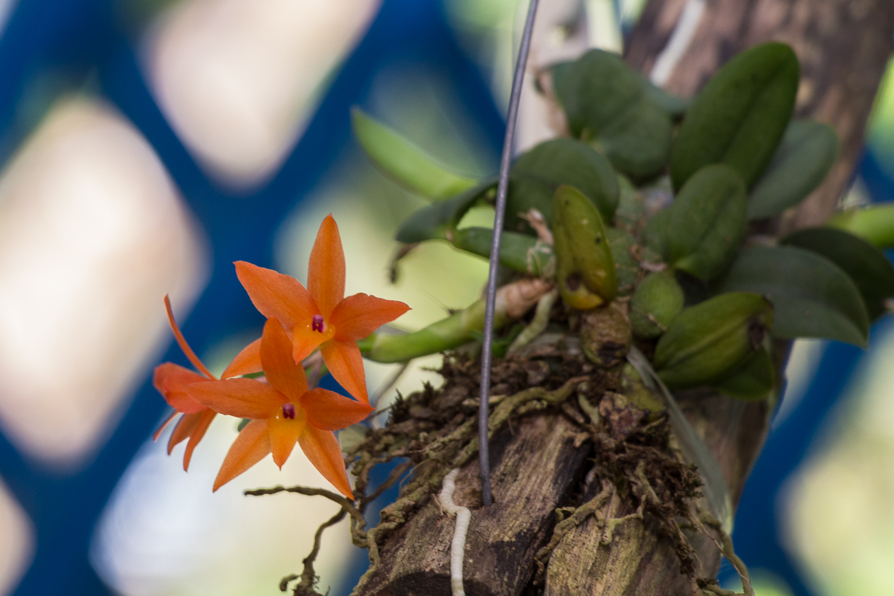 Leuchtende Blüte 2