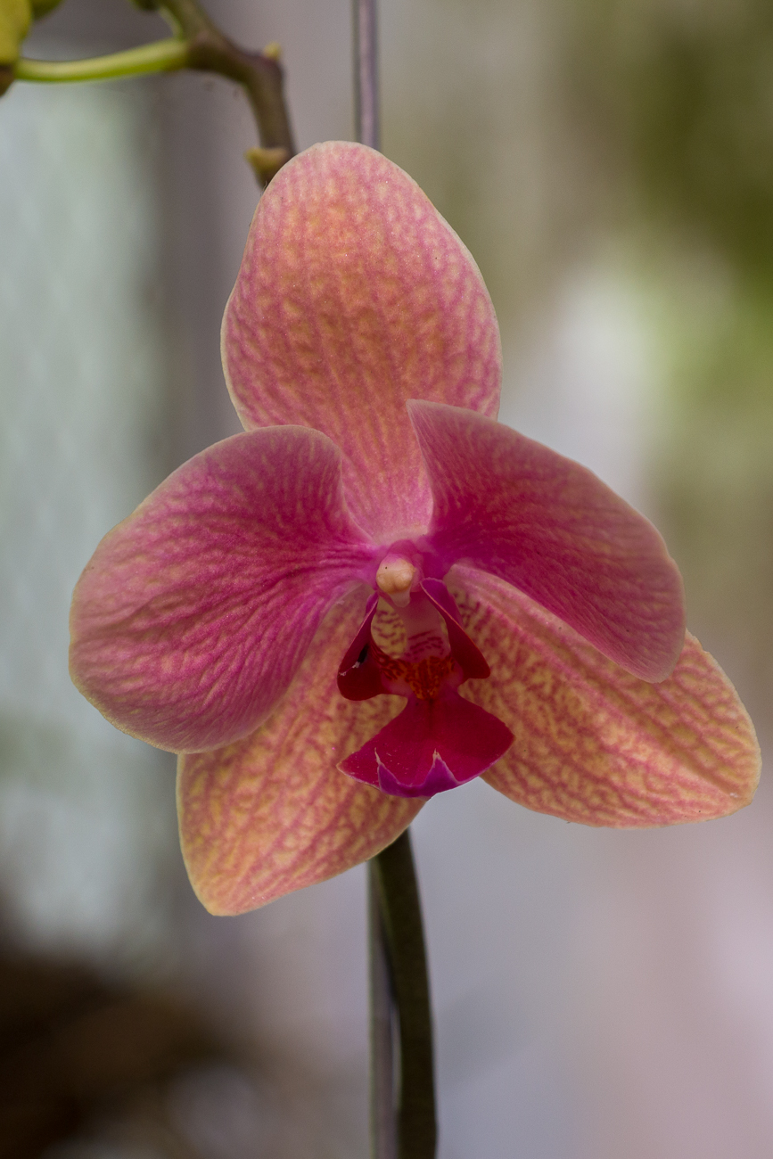 Orchidee