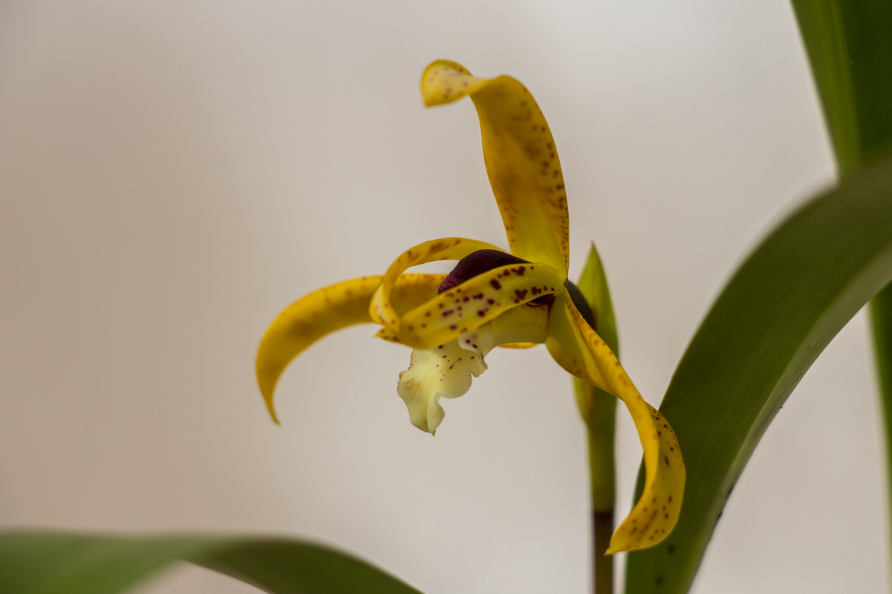 Orchidee