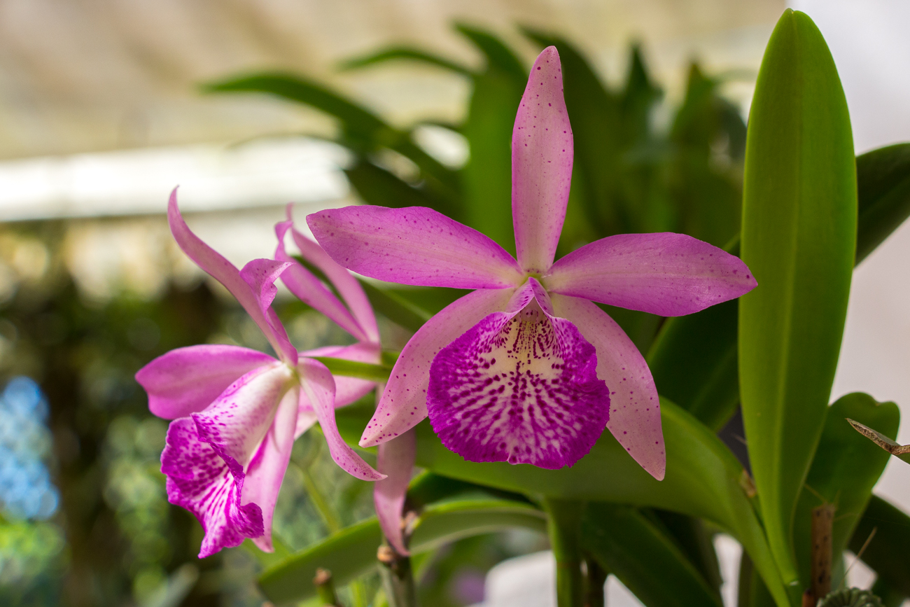 Orchidee