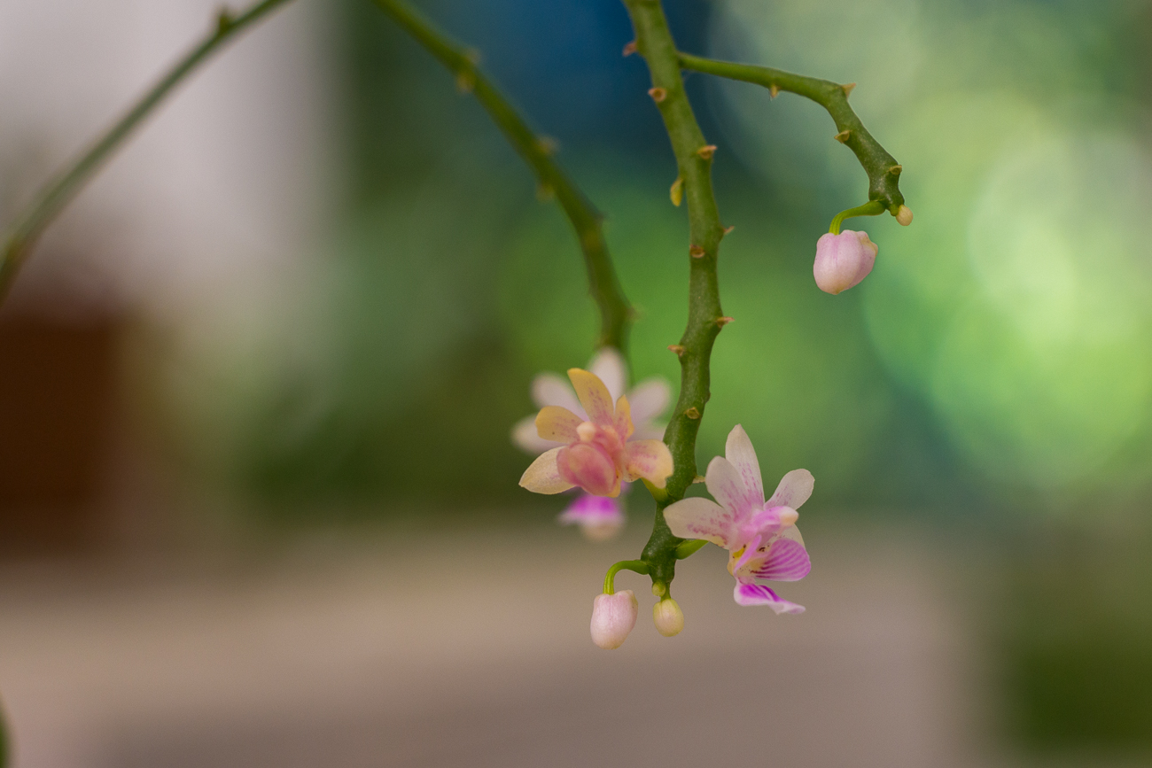 Orchidee