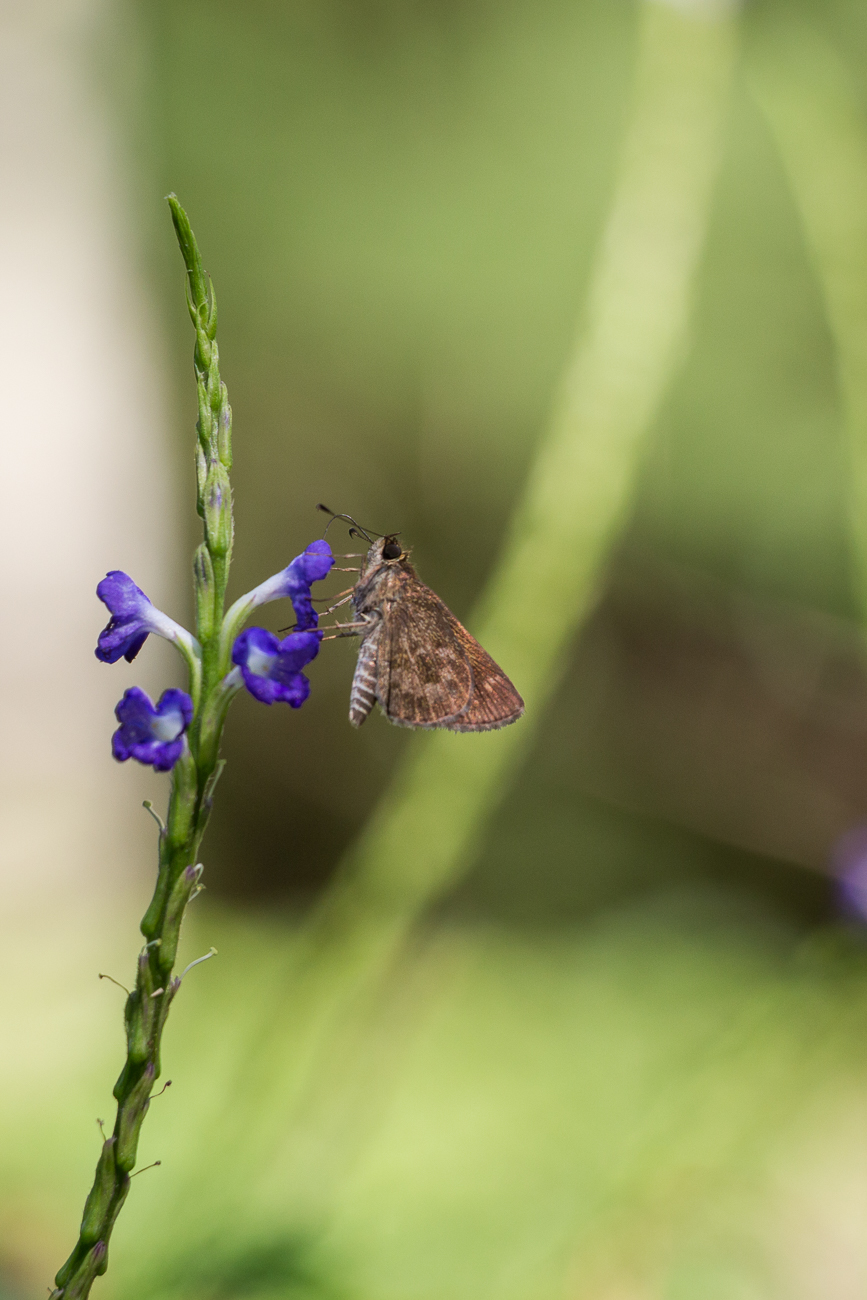 Schmetterling
