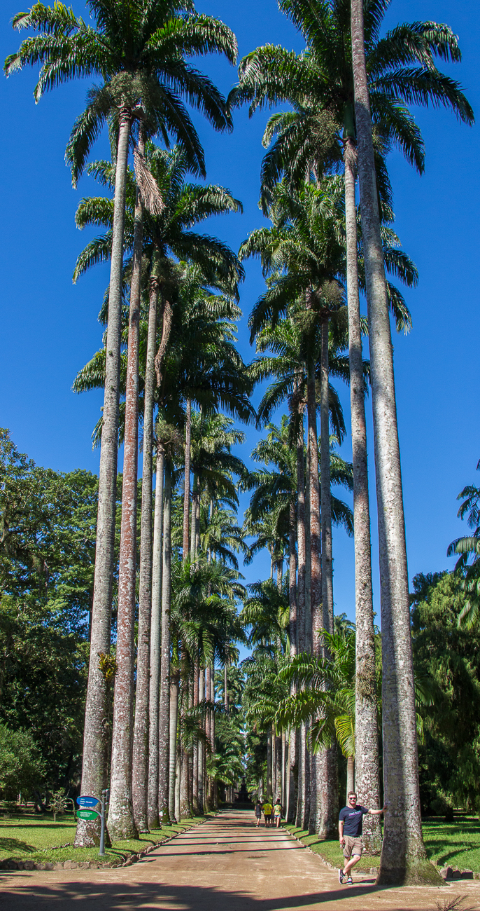 Palmenallee mit Wilson