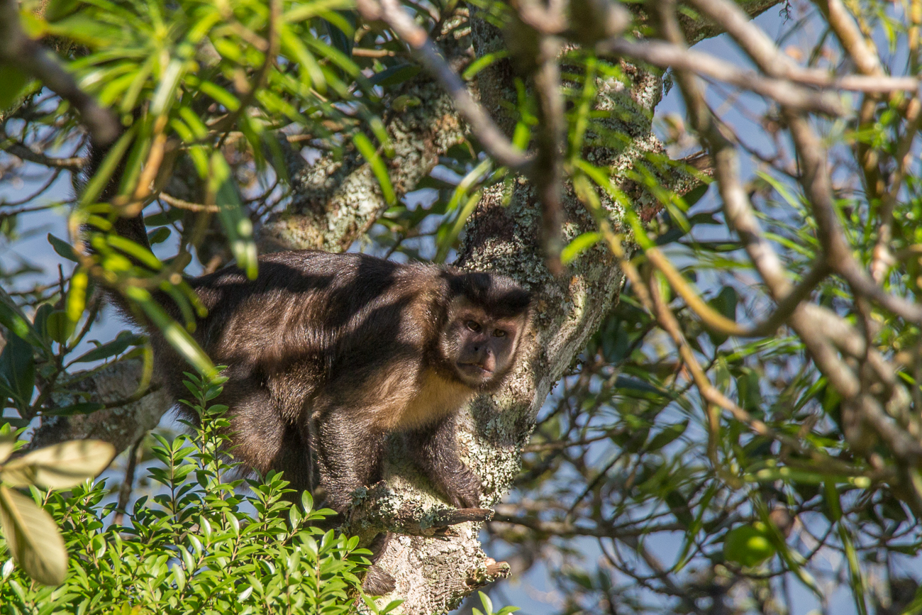 Äffchen im Baum